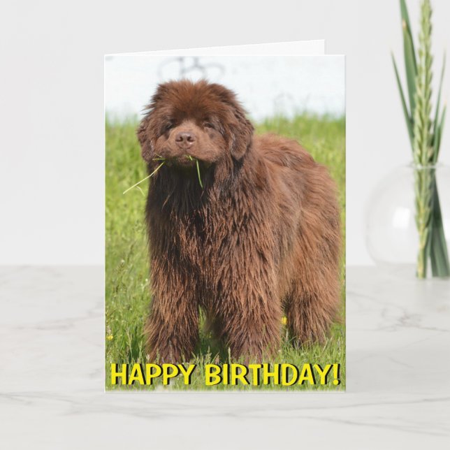 Newfoundland puppy birthday card (Front)
