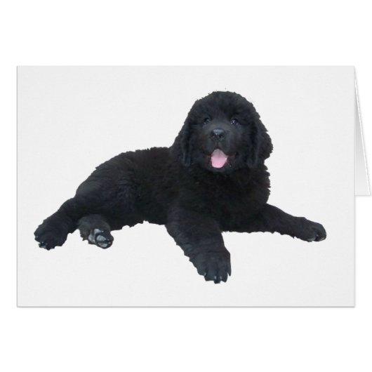 Newfoundland Puppy Cards (Front Horizontal)
