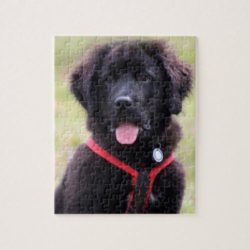 Newfoundland puppy dog cute photo jigsaw jigsaw puzzle