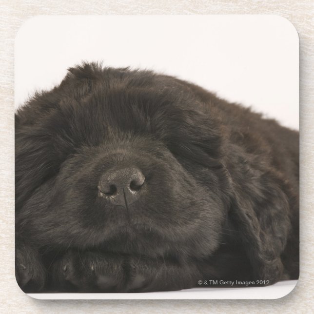 Newfoundland Puppy sleeping (Canis familiaris). Drink Coaster (Front)