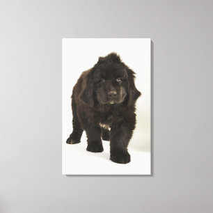 Newfoundland puppy, studio shot canvas print