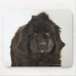 Newfoundland puppy, studio shot mouse pad