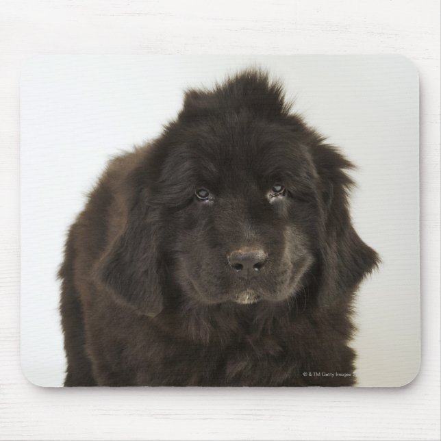Newfoundland puppy, studio shot mouse pad (Front)