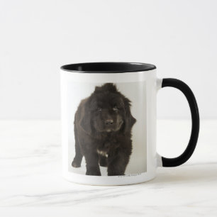 Newfoundland puppy, studio shot mug