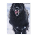 Newfoundland Running Postcard