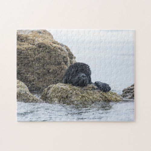 Newfoundland Sea Creature choose difficulty Jigsaw Puzzle