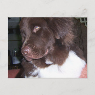 Newfy girl postcard