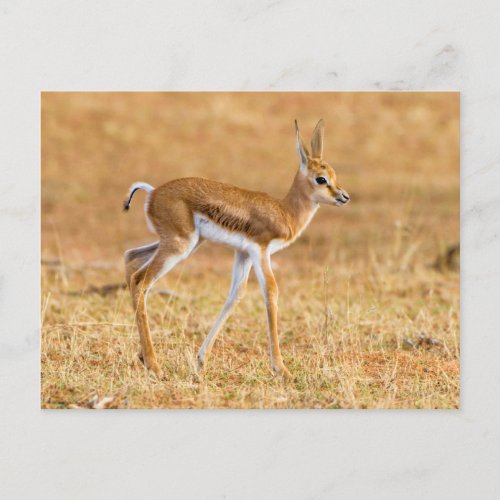 Newly Born Springbok Antidorcas Marsupialis Postcard