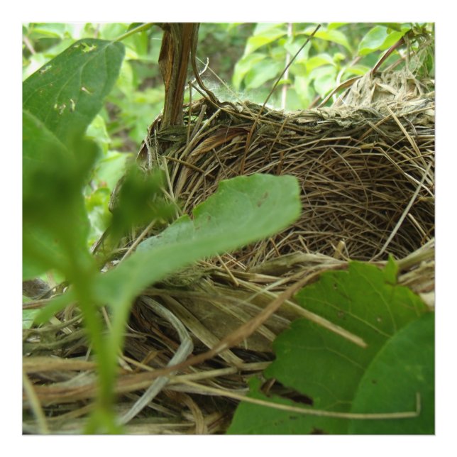 Newly Built but Empty Bird Nest in a Mulberry Tree Photo Print (Front)