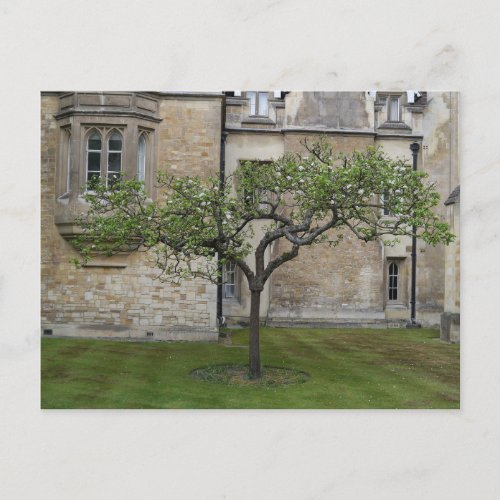 Newton Apple Tree Cambridge England Postcard