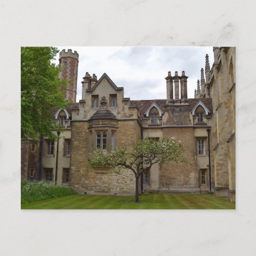 Newtons Apple Tree Cambridge Postcard