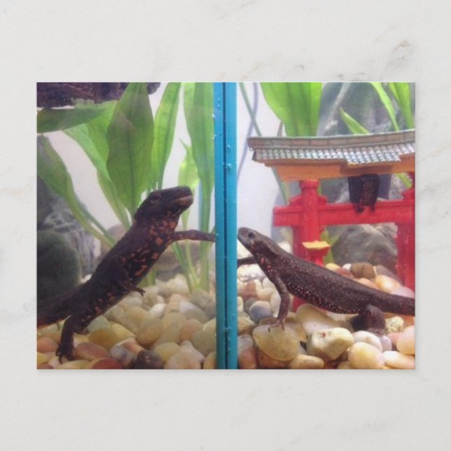 Newts Reaching Out Postcard (Front)