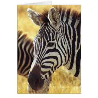 Ngorongoro Zebra Cards