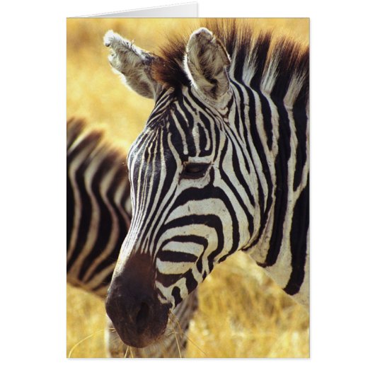 Ngorongoro Zebra Cards (Front)