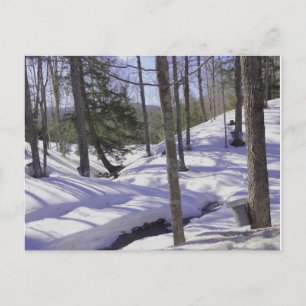 NH Sap Buckets Postcard