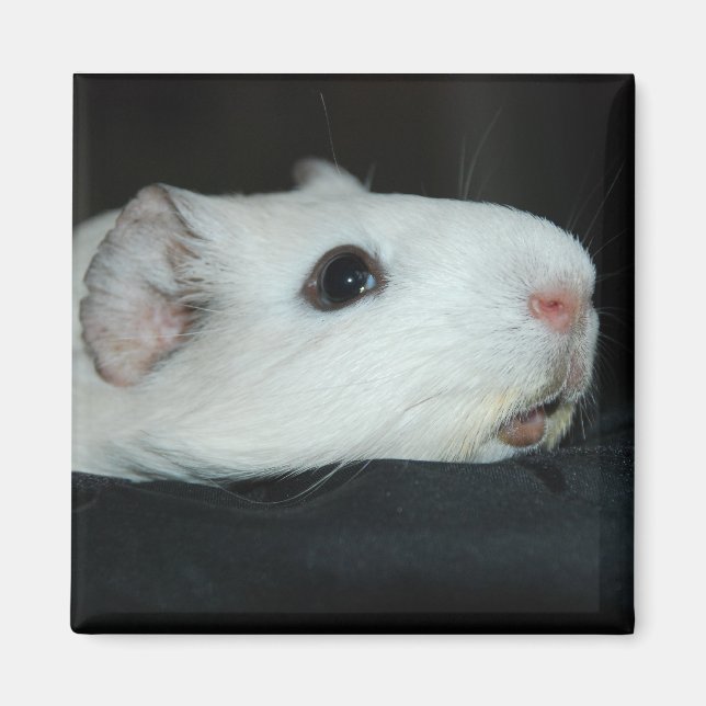Nibbler Magnet (Front)
