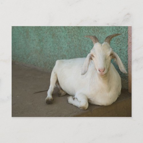 Nicaragua Granada Goat resting on porch in Postcard