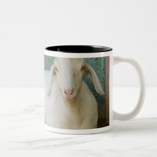 Nicaragua Granada Goat resting on porch in Two_Tone Coffee Mug