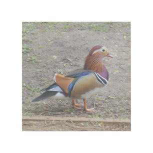 Nice Bird 12" x 12" Gallery Wrap