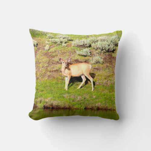 Nice Buck Deer in Velvet Photo Throw Pillow