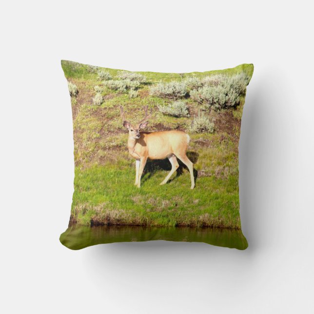Nice Buck Deer in Velvet Photo Throw Pillow (Front)