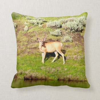 Nice Buck Deer In Velvet Photo Throw Pillow by Scotts_Barn at Zazzle