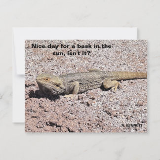 Nice day for a bask in the sun postcard