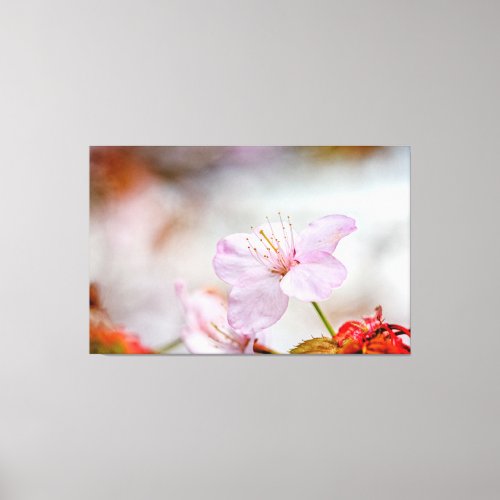 Nice Soft Pink Sakura Flower In Springtime Canvas Print