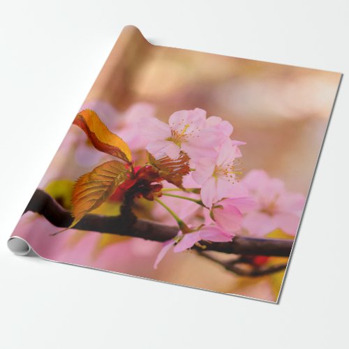 Nice Soft Pink Sakura Flower In Springtime Wrapping Paper