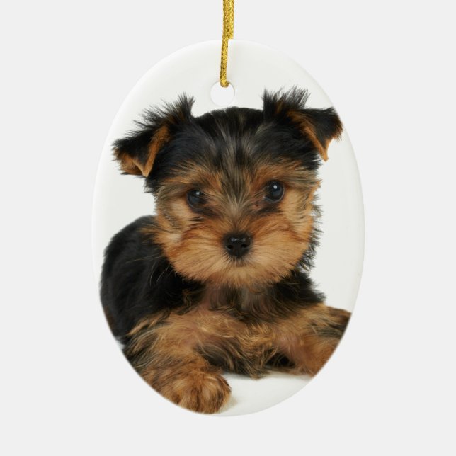 Nice yorkie ceramic ornament (Front)