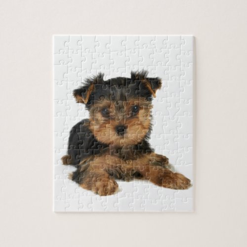 Nice yorkie jigsaw puzzle