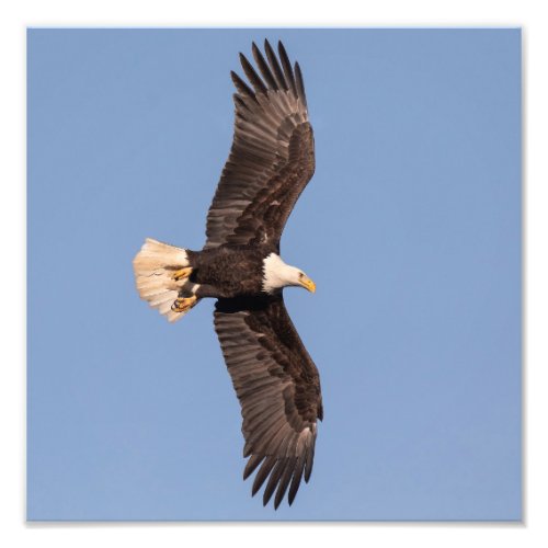 Nicely Lit Bald Eagle  Photo Print