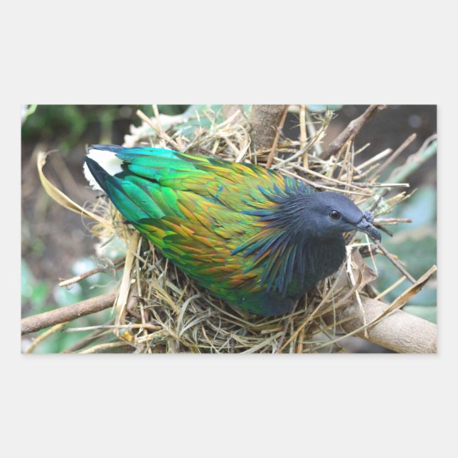 Nicobar Pigeon on Nest Rectangular Sticker (Front)
