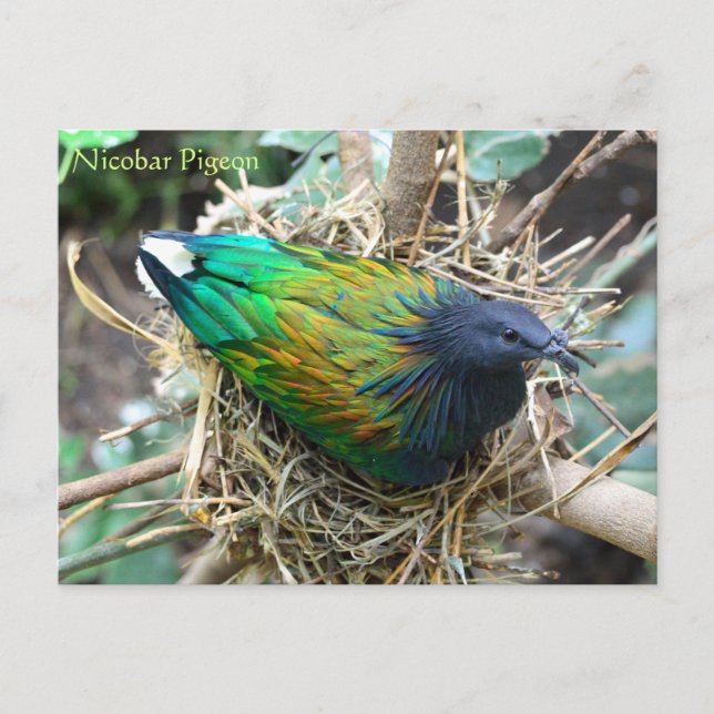 Nicobar Pigeon on Nest Wildlife Series # 21 Postcard (Front)