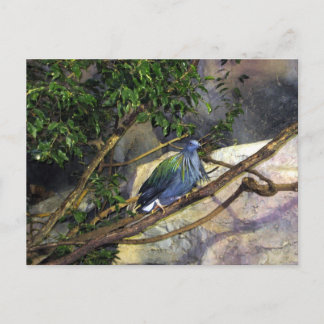 Nicobar Pigeon Postcard