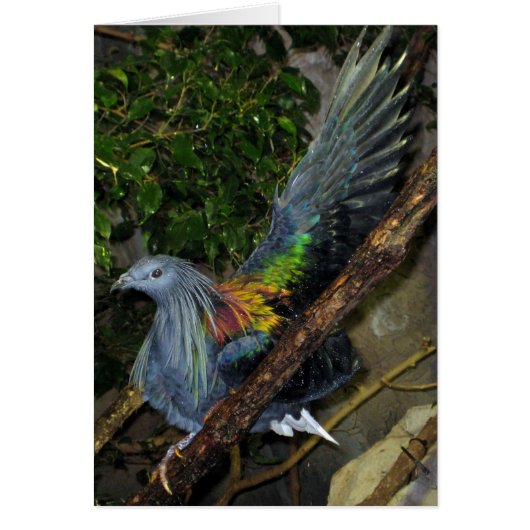 Nicobar Pigeon Wave Cards (Front)