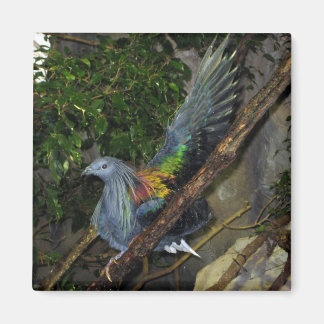 Nicobar Pigeon Wave Magnet