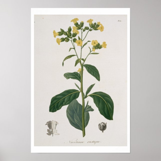 Nicotiana from 'Phytographie Medicale' by Joseph R Poster (Front)