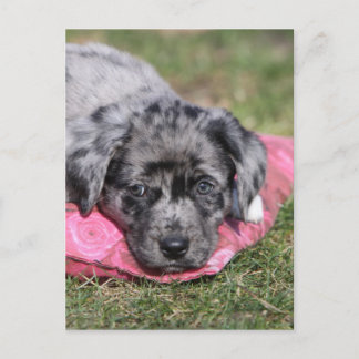 Niedlicher Mischlings-Welpe Postcard