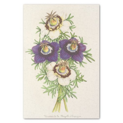 Nigella Hispanica by Charles Antoine Lemaire Tissue Paper