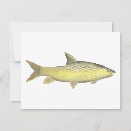 Niger Barb Note Card