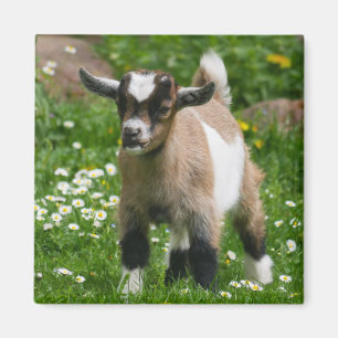 Nigerian Dwarf Dairy Goat Kid in flowers Magnet