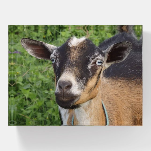 Nigerian Dwarf Dairy Goat Paperweight (Front)