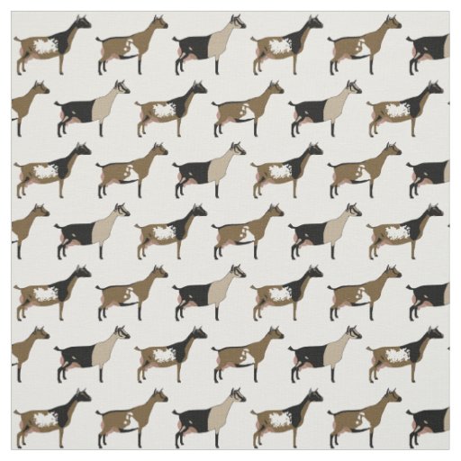 Nigerian Dwarf Dairy Goats on White Fabric