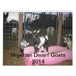 nigerian dwarf goat 2014 calender calendar