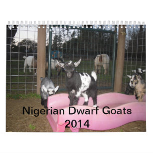 nigerian dwarf goat 2014 calender calendar