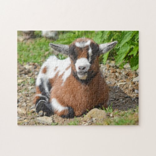 Nigerian Dwarf Goat Kid Jigsaw Puzzle