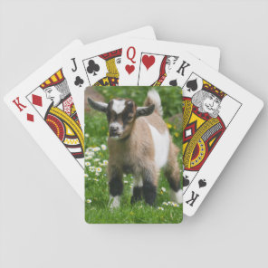 Nigerian Dwarf Goat Kid Playing Cards