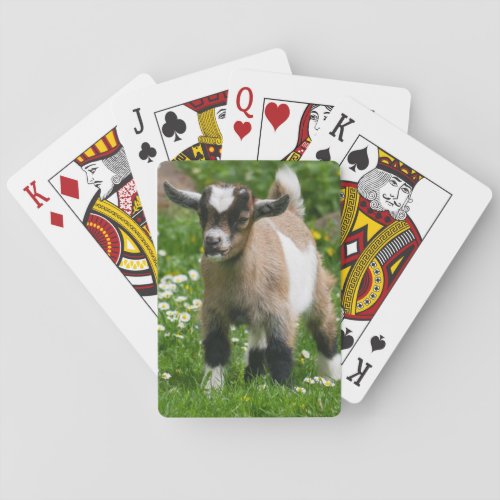 Nigerian Dwarf Goat Kid Poker Cards