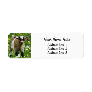 Nigerian Dwarf Goat Kid Return Address Label